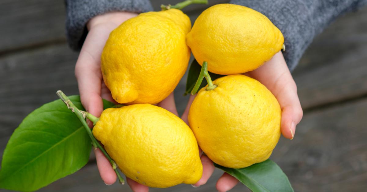 Spremi limone  Migros Migipedia