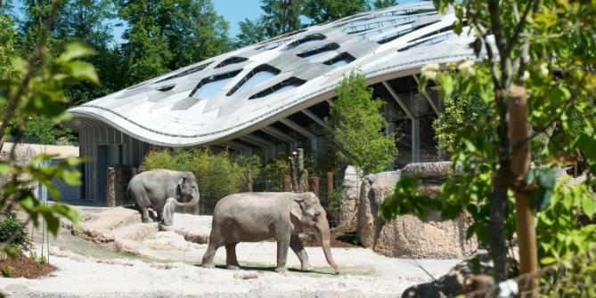 Elefanti allo Zoo di Zurigo