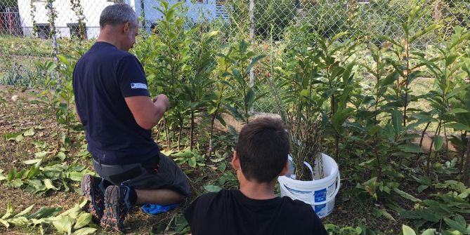 Persone che mettono a dimora piante di castagno