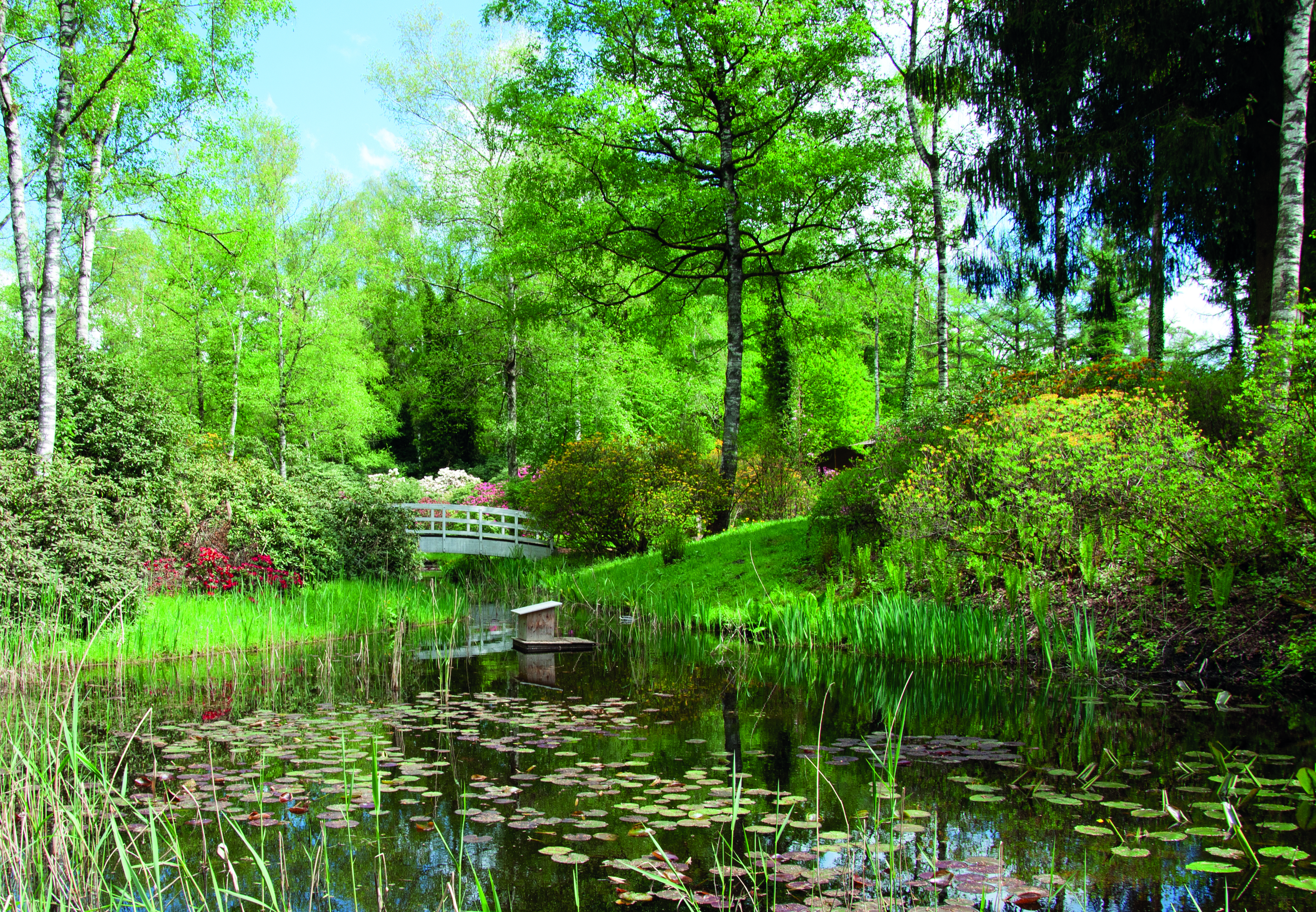 park-seleger-moor-ententeich-juni.jpg
