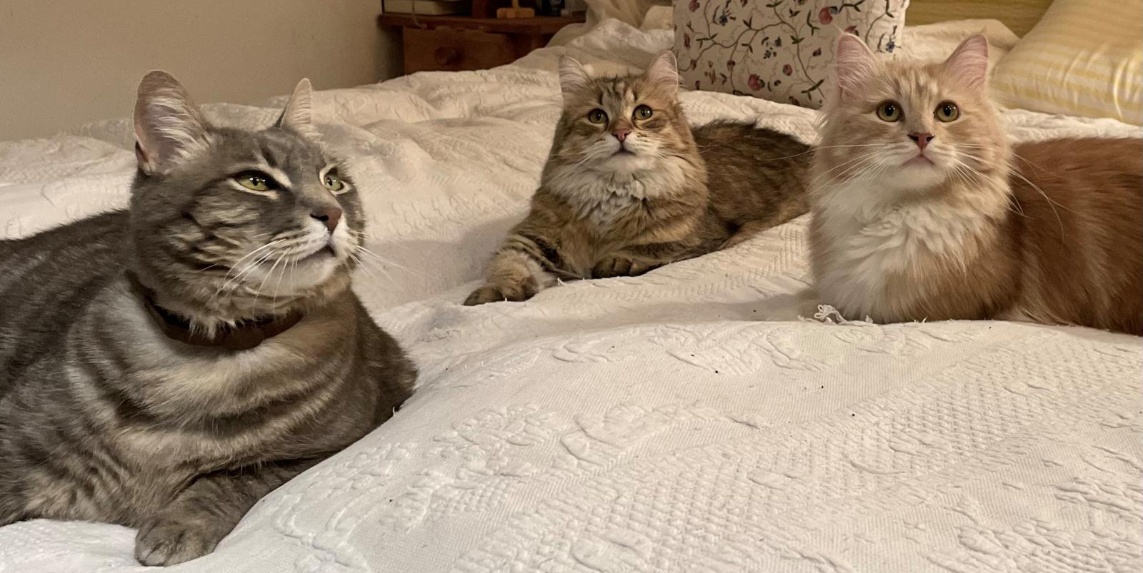 inhaltsbild-hora-caitlyn-katzen.jpg