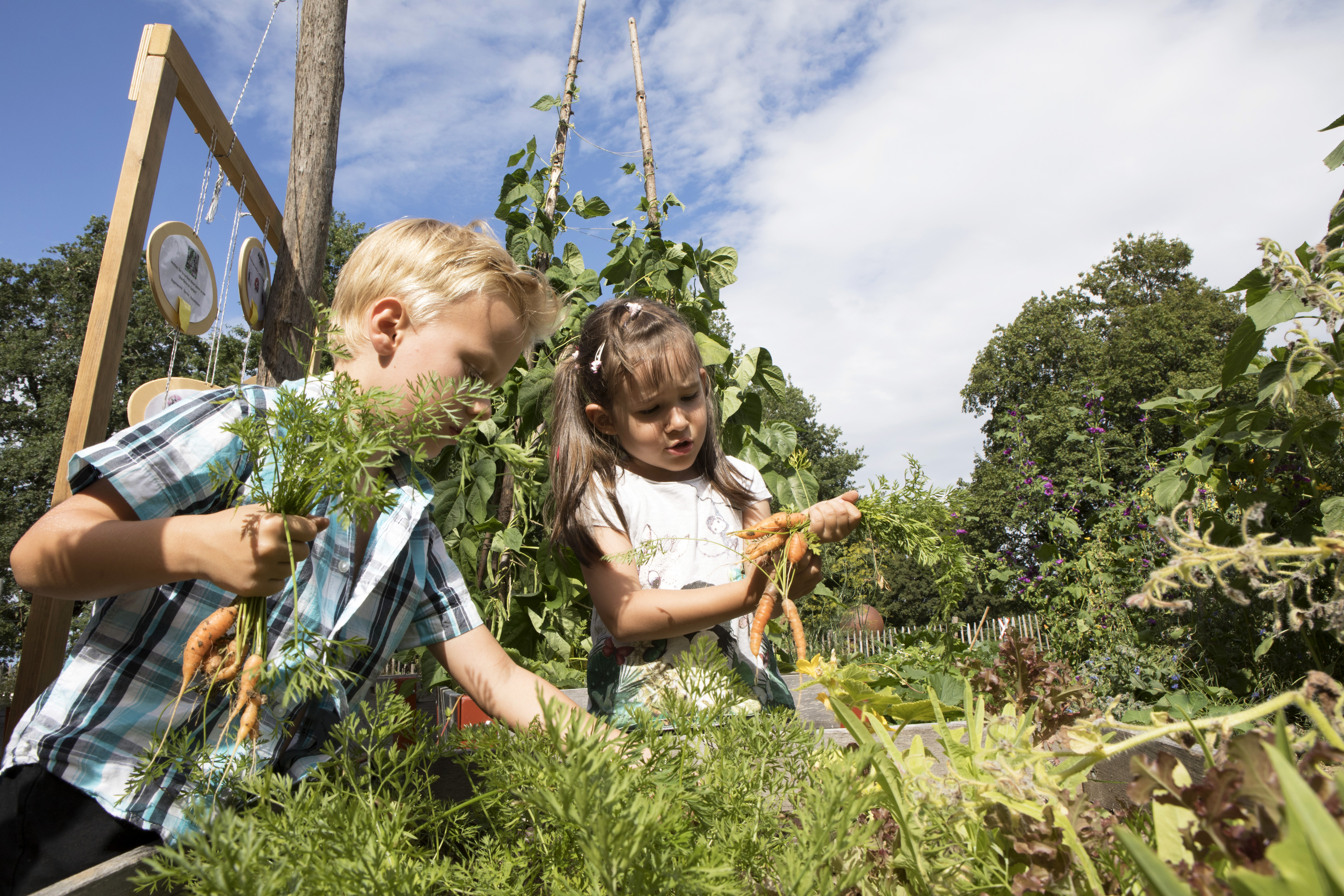 kinder-beim-karotten-ernten.jpg