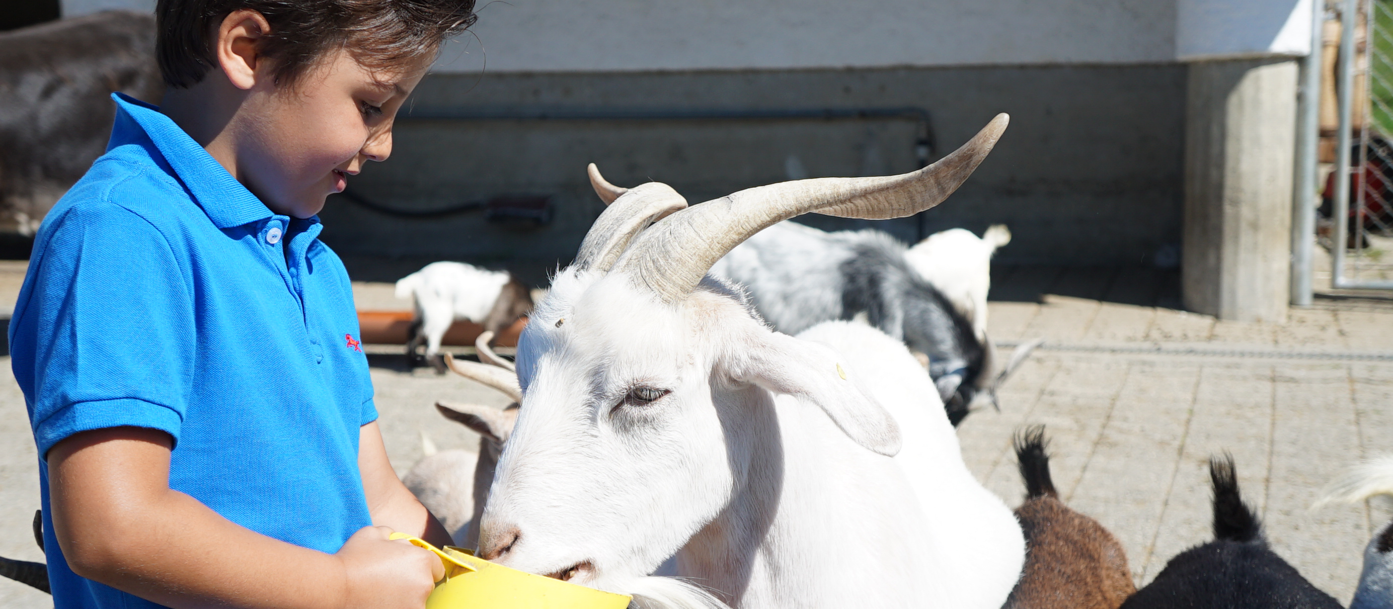 decouvrir-comment-soigner-les-animaux-de-la-ferme.png
