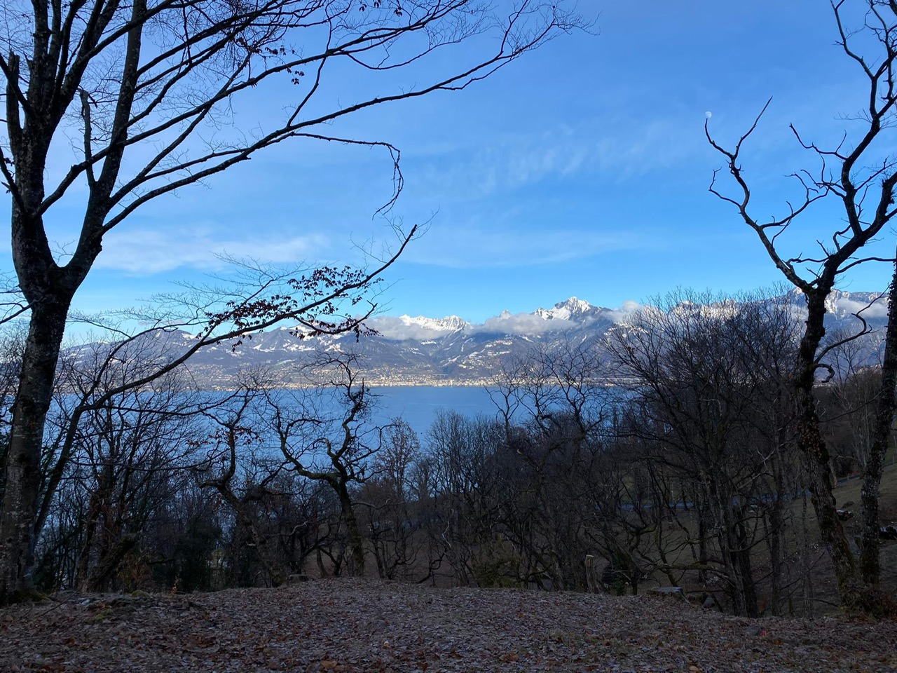 kastanienbaeume-mit-see-und-berge-st-gingolph-unterstuetzungsfonds.jpg