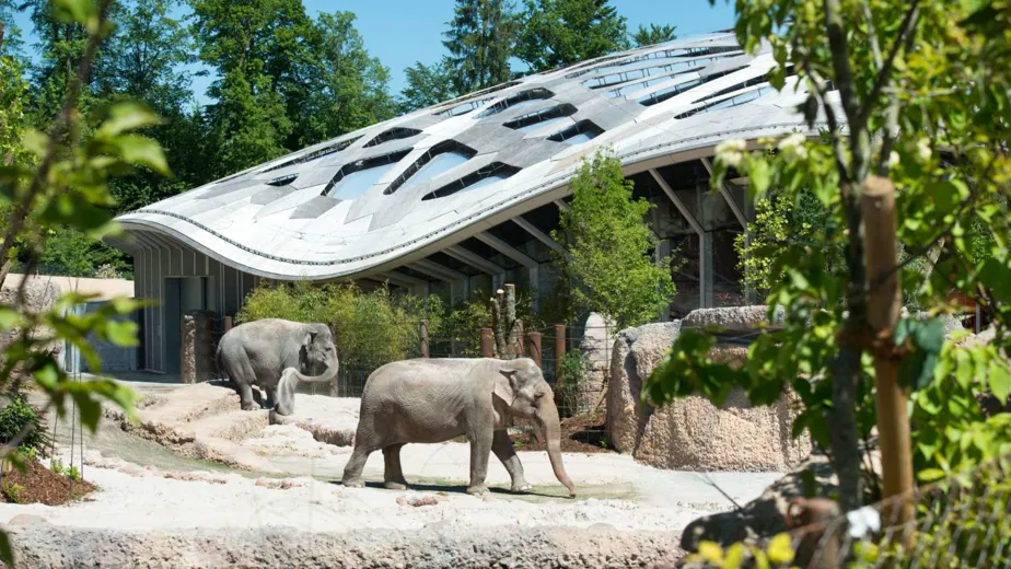 5064-inhaltsbild-kulturprozent-zurich-zoo-zuerich-elefanten.jpg