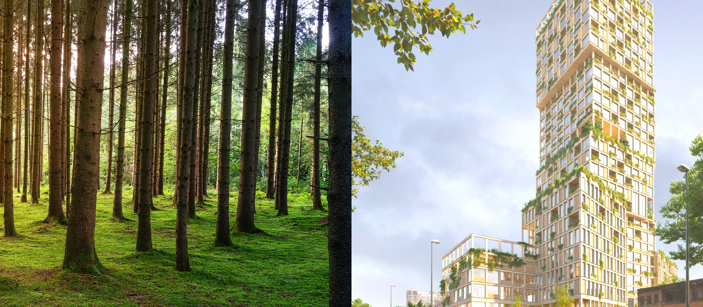 projekt-header-timber-finance-initiative.png