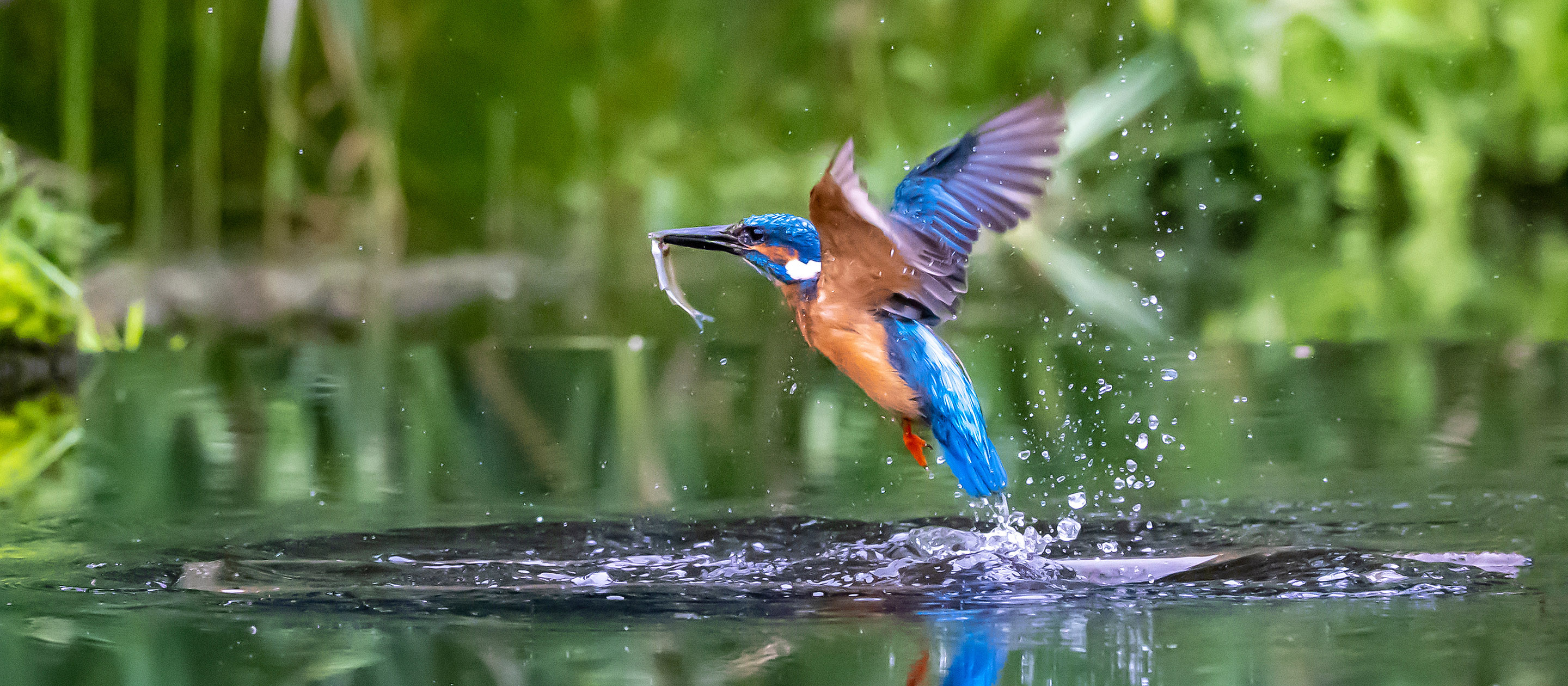 Innovate 4 Nature: investing in nature