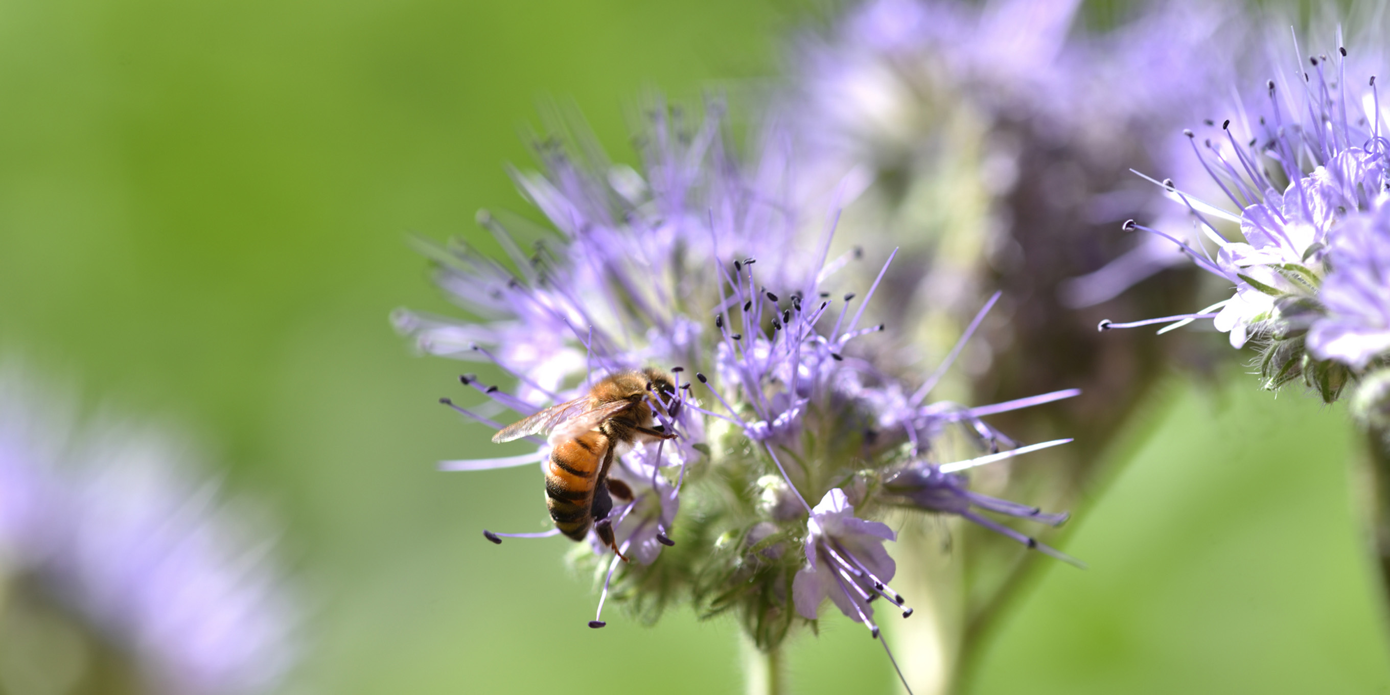 news-inhaltsbild-garten-saisonstart-phacelia.jpg