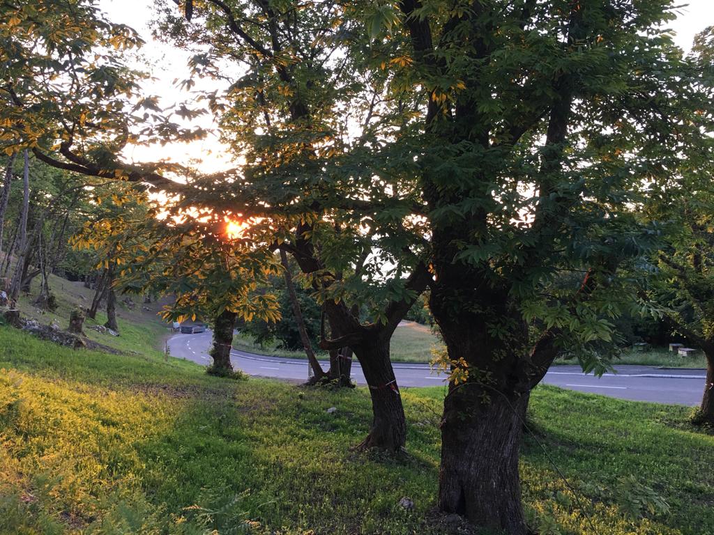 kastanienbaeume-im-abendlicht-st-gingolph-unterstuetzungsfonds.jpg