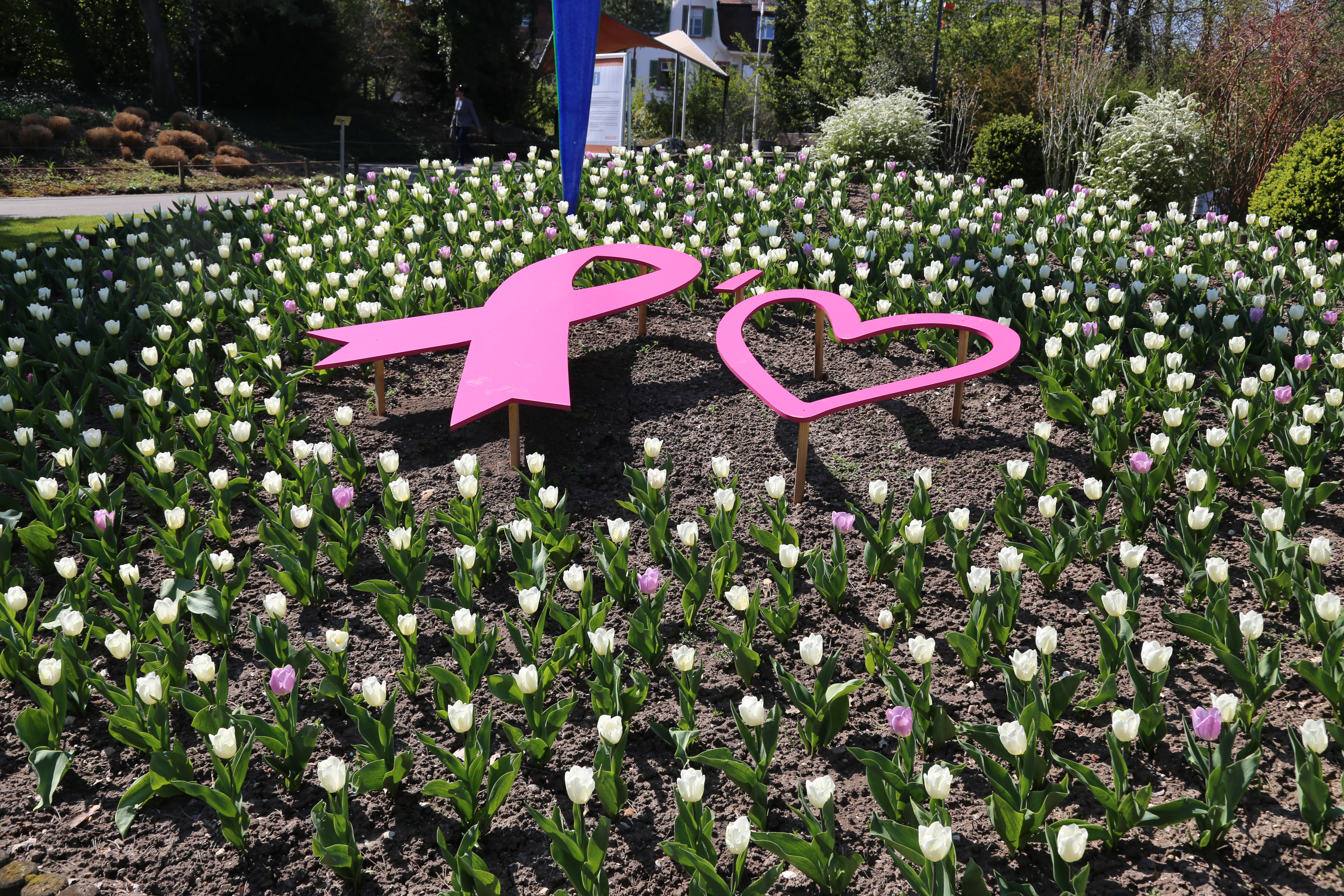 tulpe-fuers-leben-brustkrebs-kampagne.jpeg