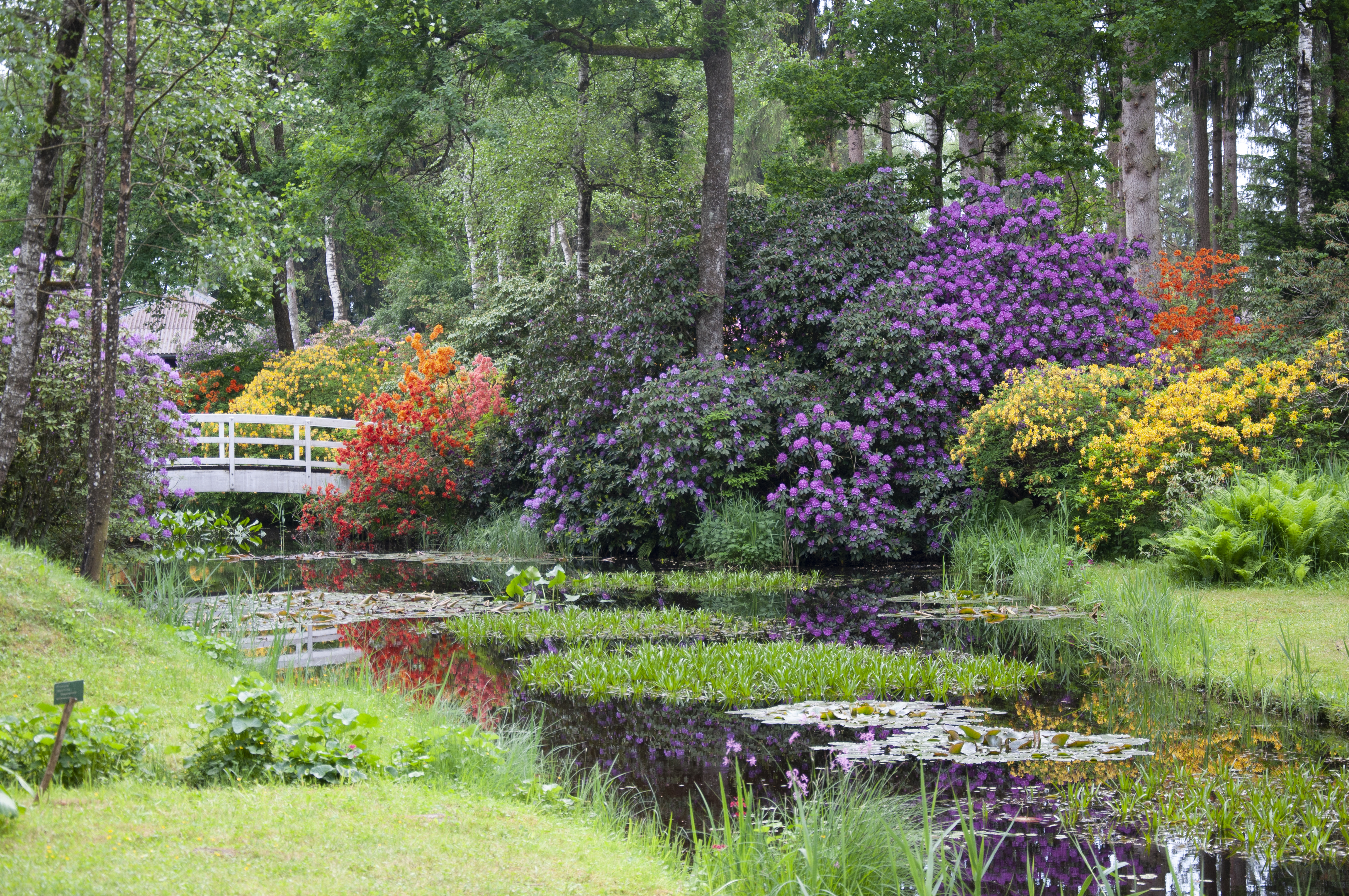 park-seleger-moor-blütenmeer-april.jpg