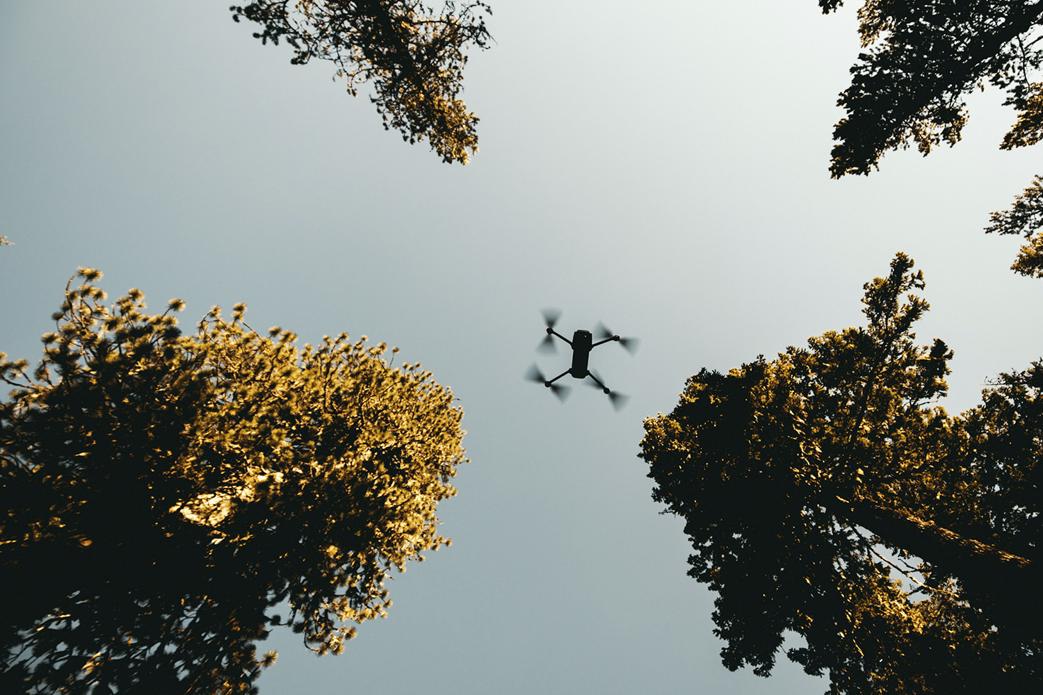 Brainforest: More forest for our climate